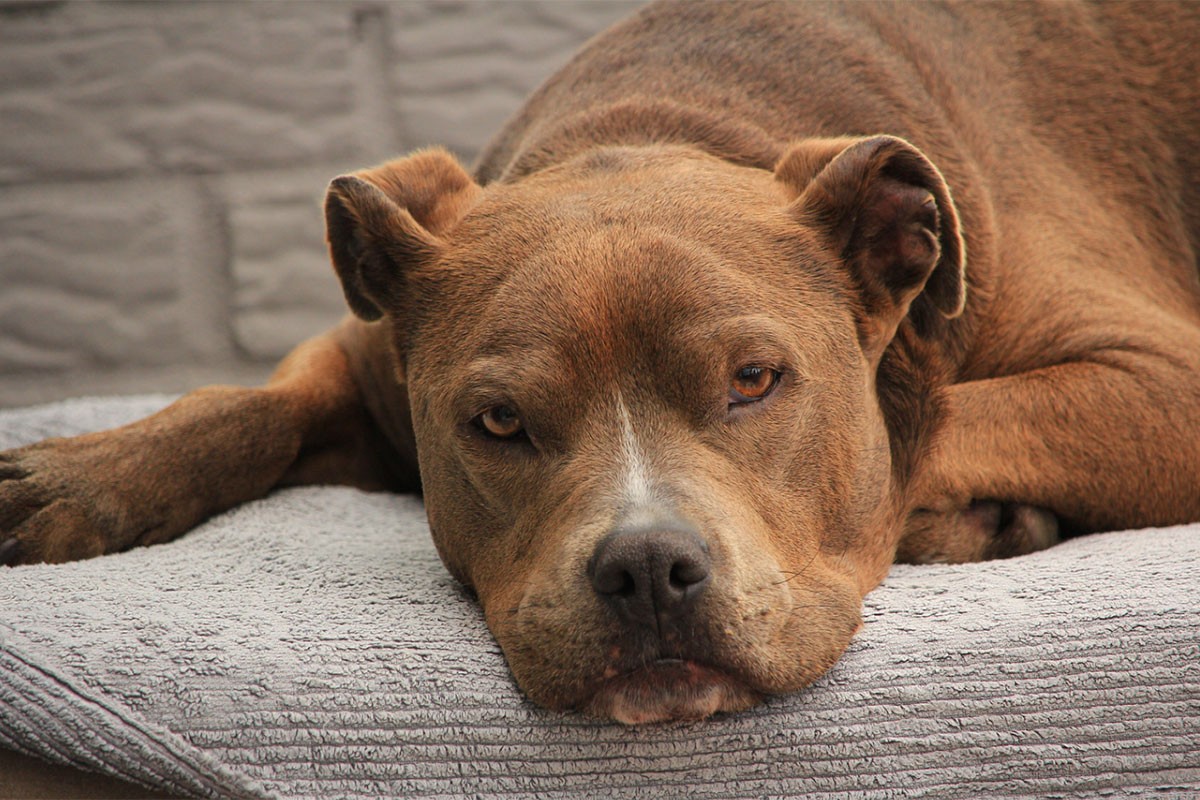 pregnancy signs, dogs and pregnancy, pitbull behavior, pet intuition, dog overprotection, Reddit stories, viral Reddit, dog instincts, canine emotions, dog owner tips