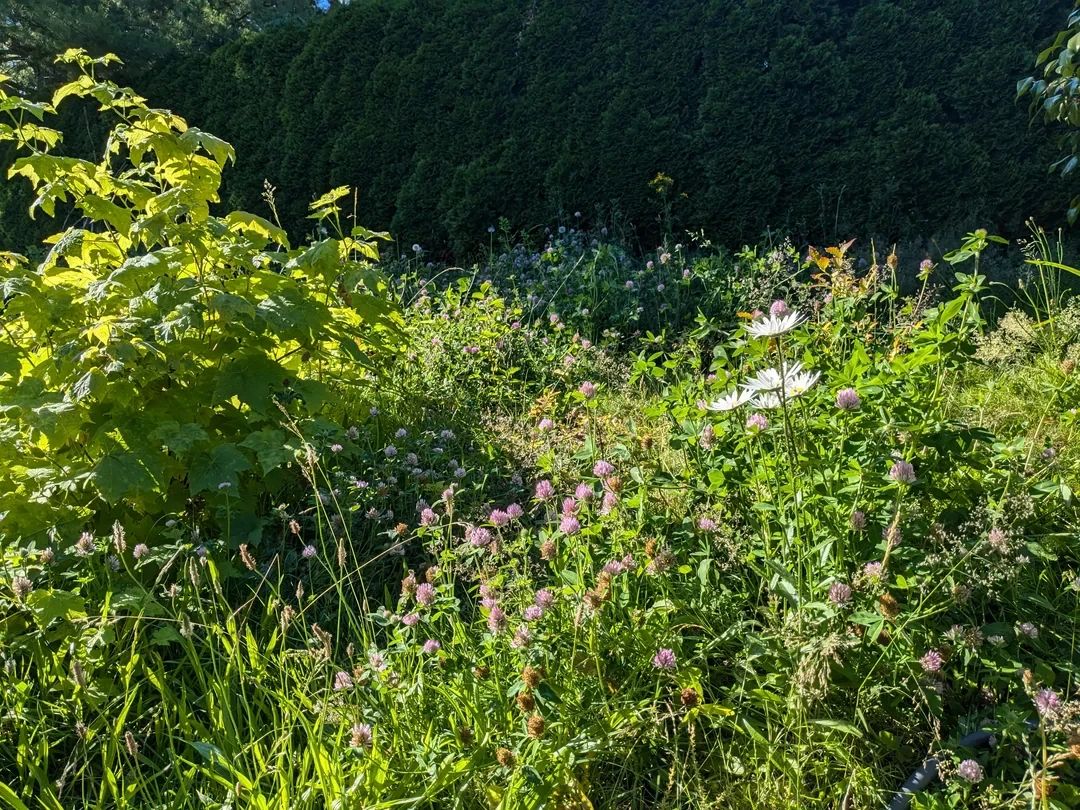 governing body, gardens, purchasing a home, policies, reddit post, redditors, sanctuary
