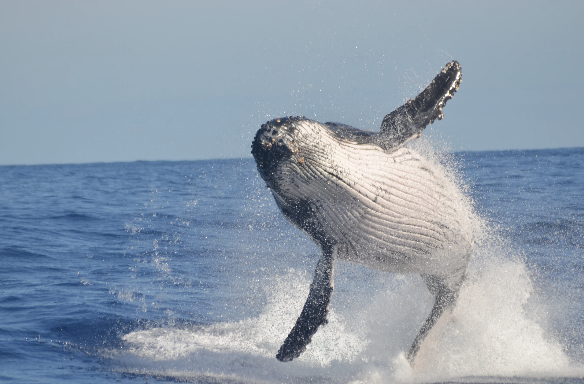 beluga whale, georgia aquarium, viral proposal, tiktok proposal, aquarium engagement, qinu the beluga, wedding proposal reaction, marine animals, animal reaction videos, viral video 2025