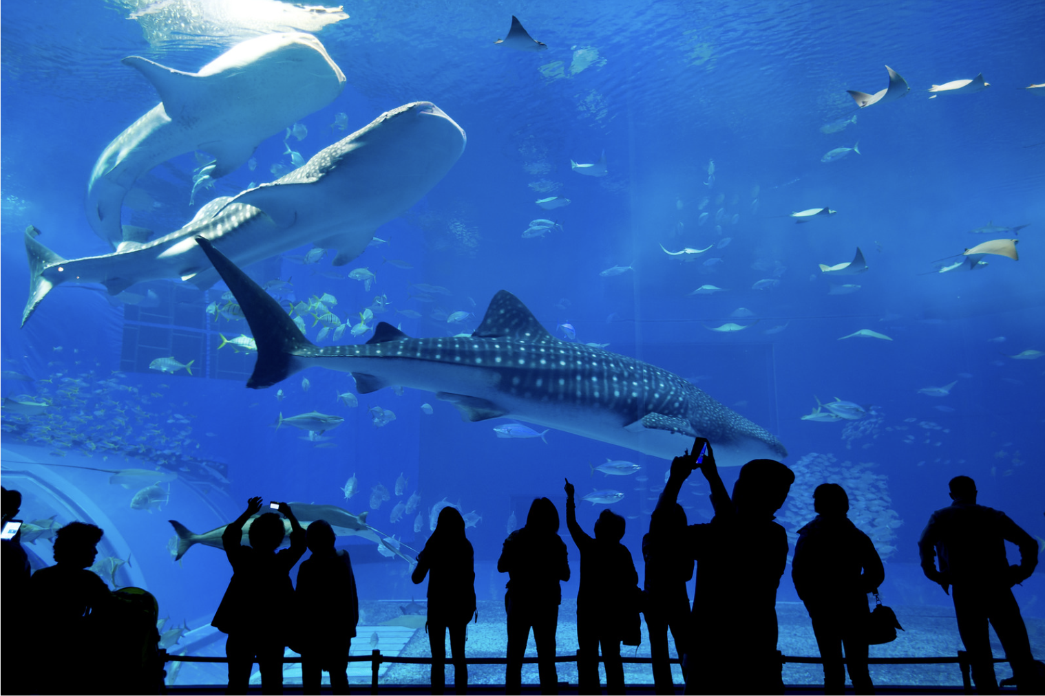 beluga whale, georgia aquarium, viral proposal, tiktok proposal, aquarium engagement, qinu the beluga, wedding proposal reaction, marine animals, animal reaction videos, viral video 2025