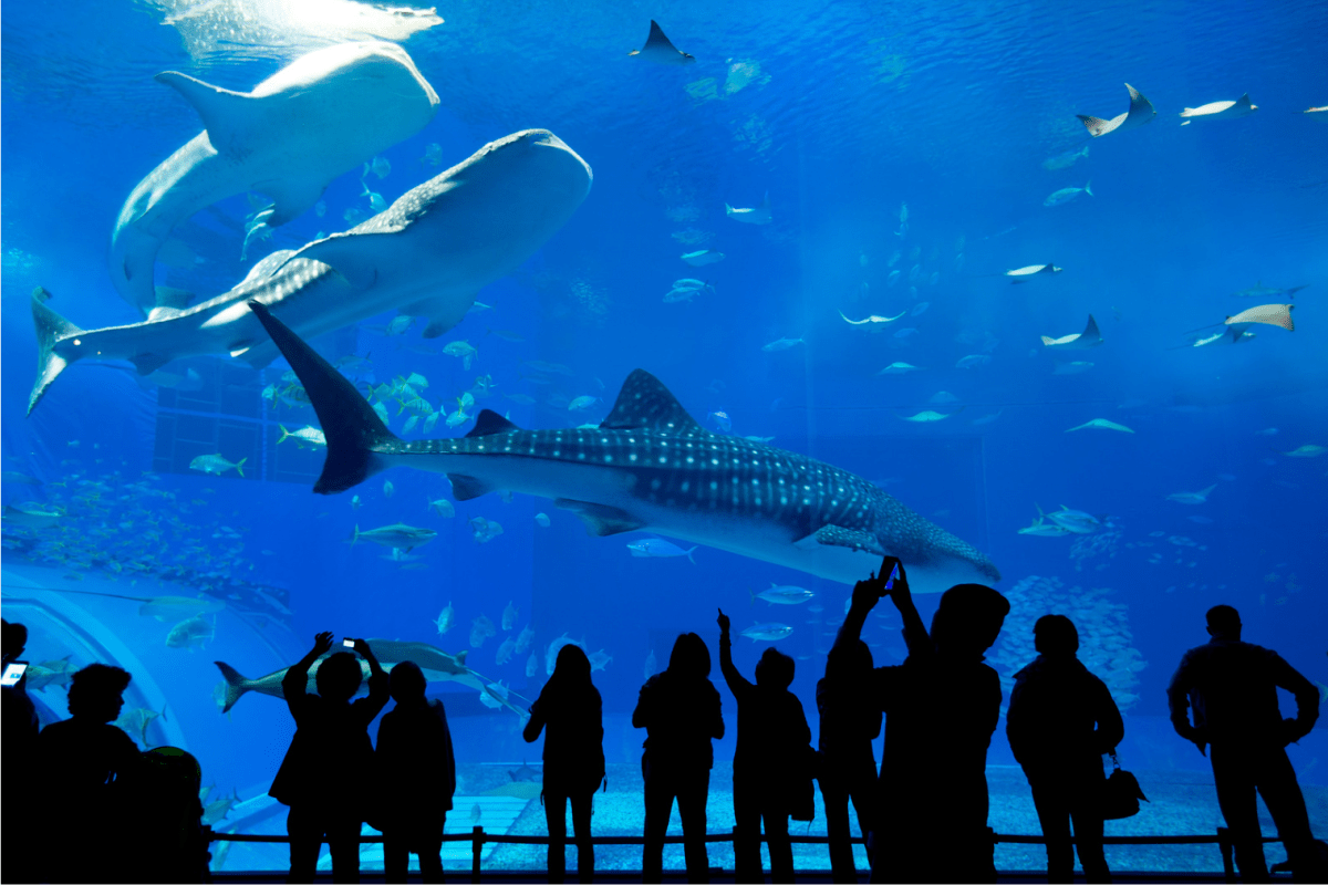 beluga whale, georgia aquarium, viral proposal, tiktok proposal, aquarium engagement, qinu the beluga, wedding proposal reaction, marine animals, animal reaction videos, viral video 2025