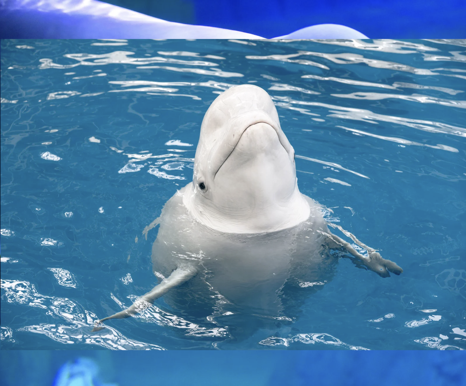 beluga whale, georgia aquarium, viral proposal, tiktok proposal, aquarium engagement, qinu the beluga, wedding proposal reaction, marine animals, animal reaction videos, viral video 2025