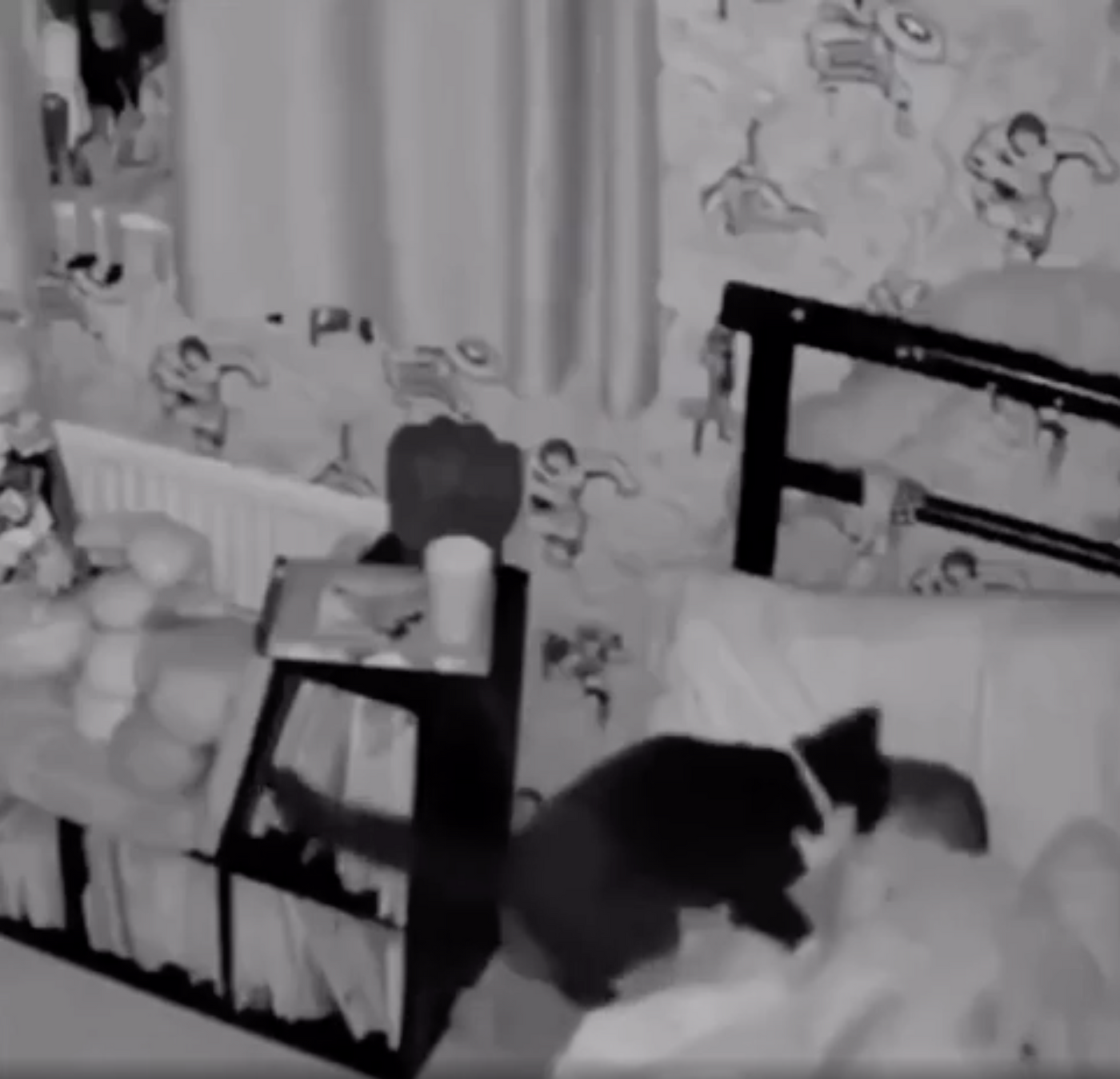 cats, toddlers, pets and kids, viral video, Reddit, heartwarming, good news, animal friendship, cute animals, security camera