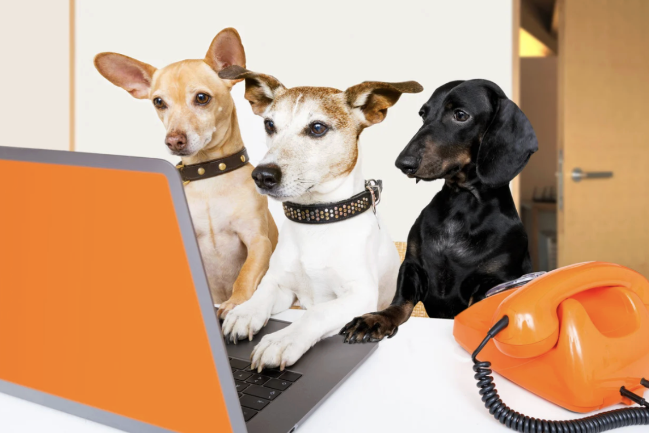 dogs, video calls, separation anxiety, pet care, dog owners