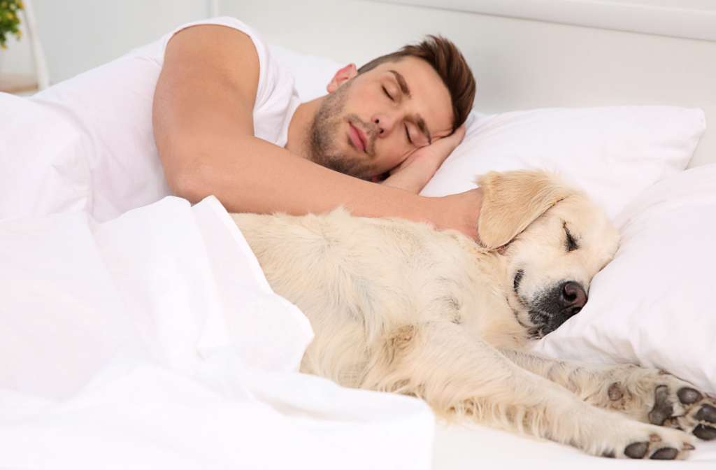 veterinarian, dog owners, sleep study, dog sleep with owners, pet care tips