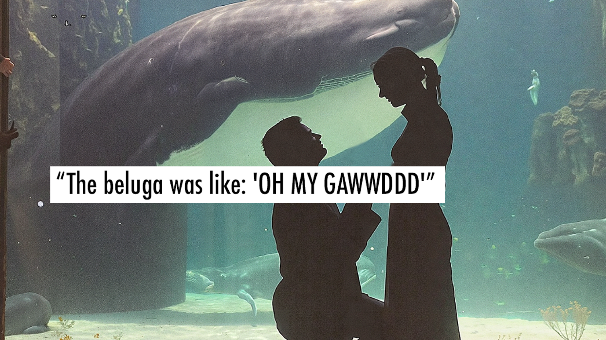 beluga whale, georgia aquarium, viral proposal, tiktok proposal, aquarium engagement, qinu the beluga, wedding proposal reaction, marine animals, animal reaction videos, viral video 2025