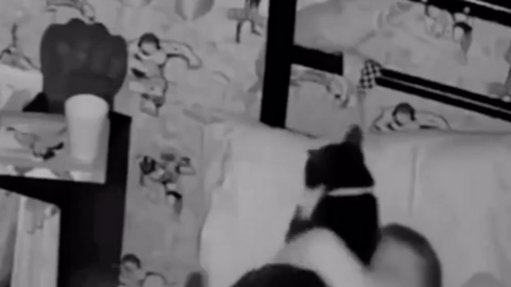 cats, toddlers, pets and kids, viral video, Reddit, heartwarming, good news, animal friendship, cute animals, security camera