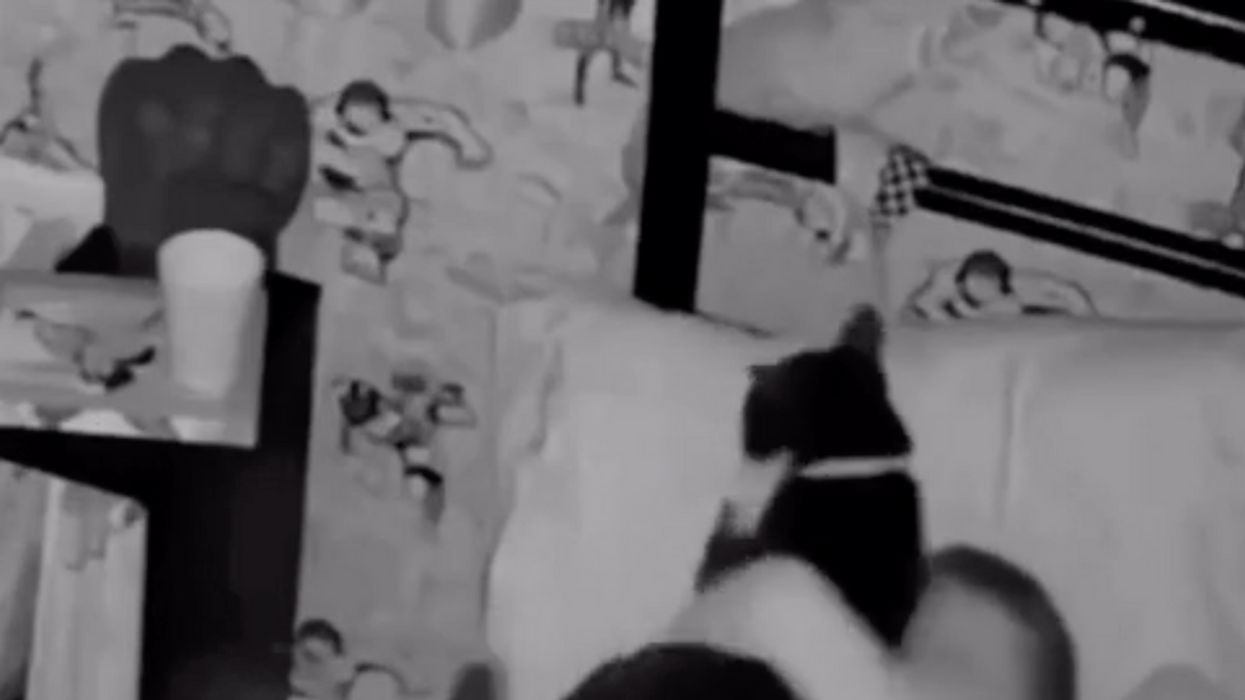 cats, toddlers, pets and kids, viral video, Reddit, heartwarming, good news, animal friendship, cute animals, security camera