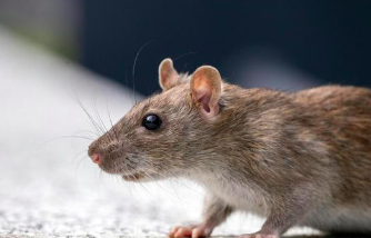 rats, Alzheimer's disease, science, University of St. Andrew.s