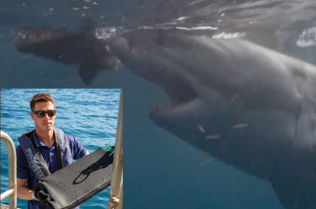 shark attacks, shark protection, scuba diving, invention, discovery