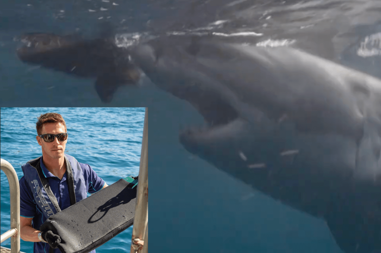 shark attacks, shark protection, scuba diving, invention, discovery