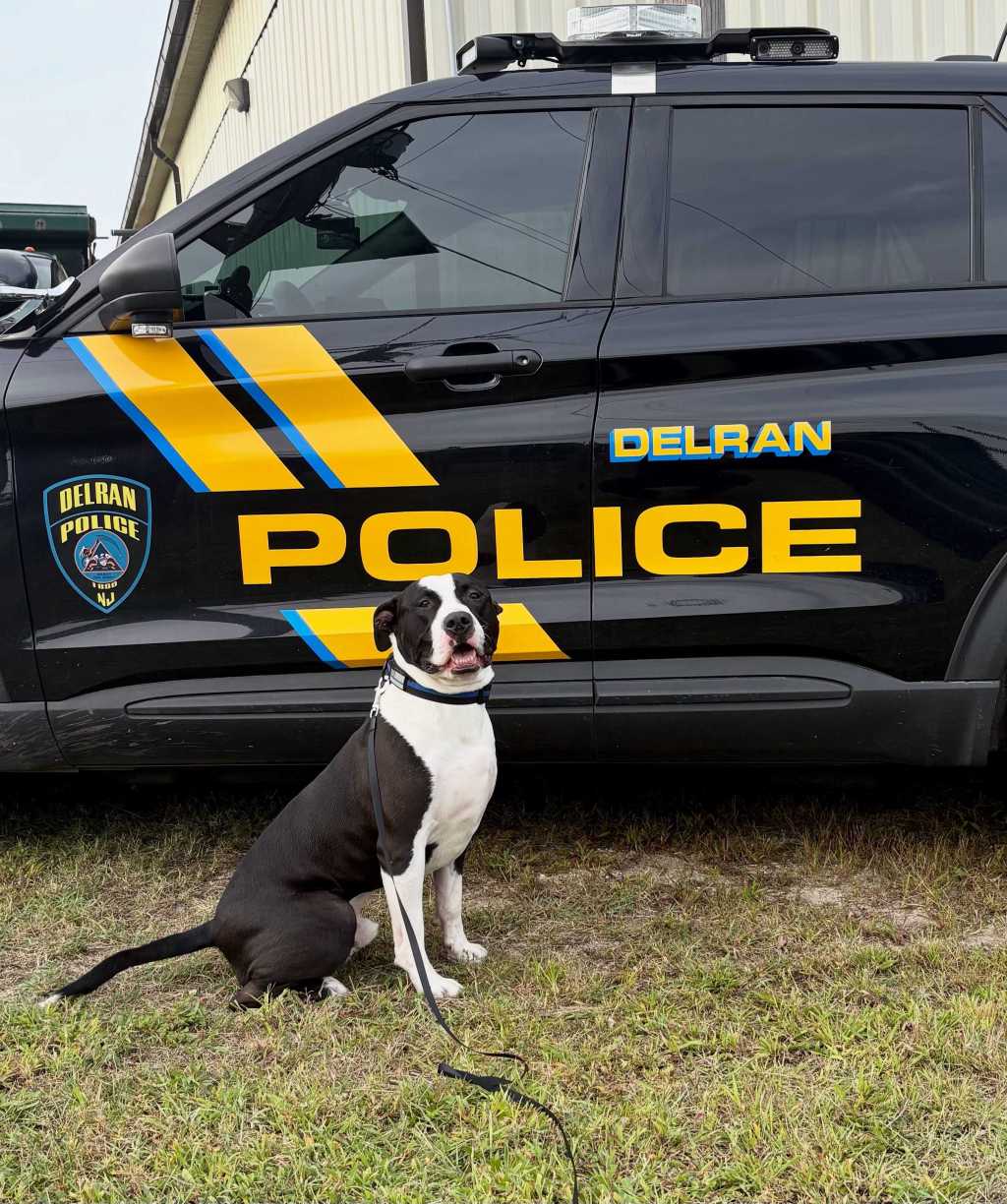 pit bulls, k-9 dogs, dogs, ron the pit bull, bully breeds