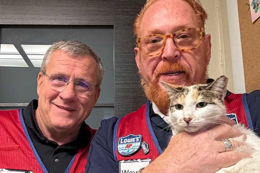 cats, lowe's, lowe's cat, animal welfare, animal rescue