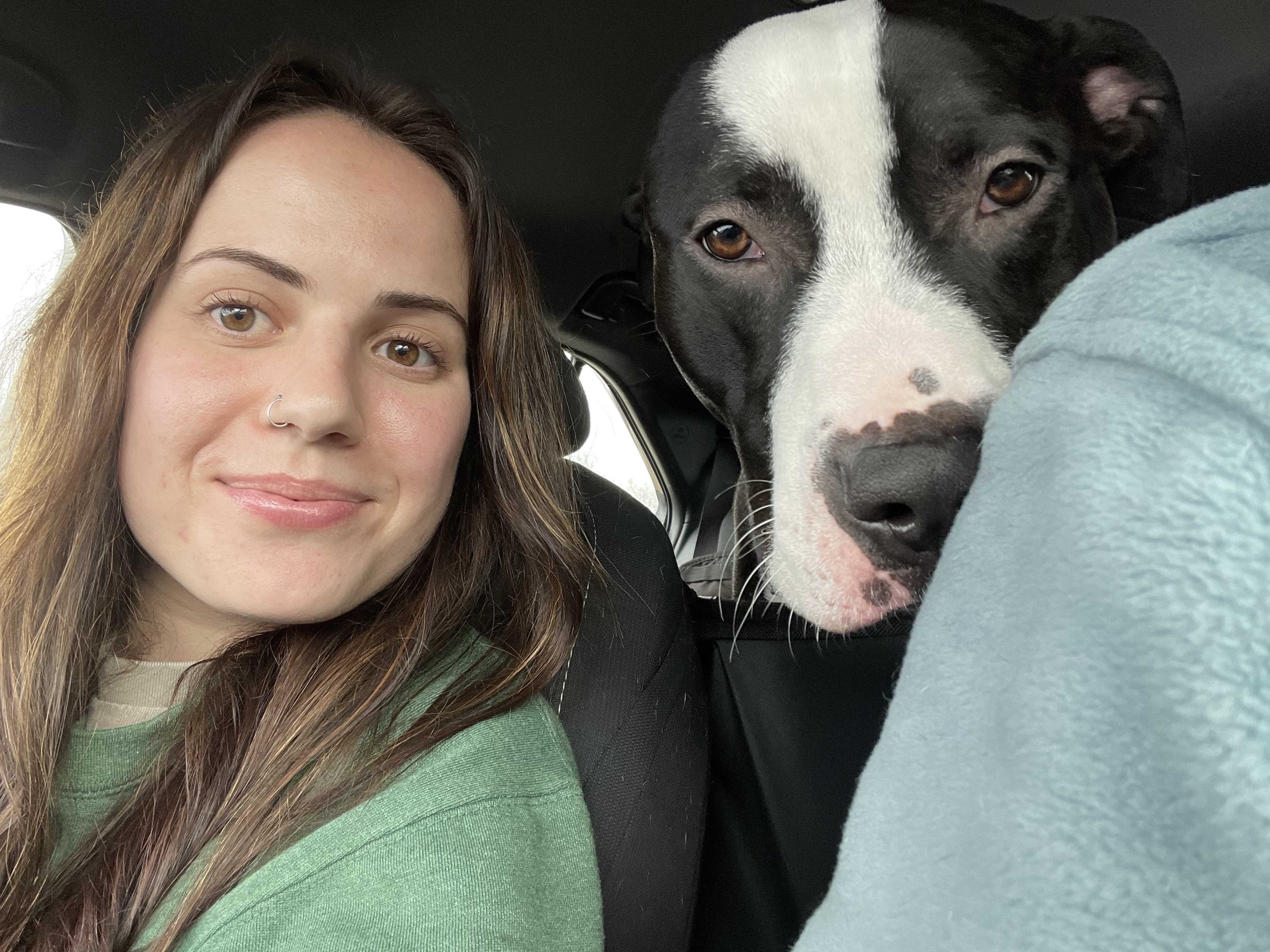 pit bull, dog, k-9, ron the dog, narcostics dogs,