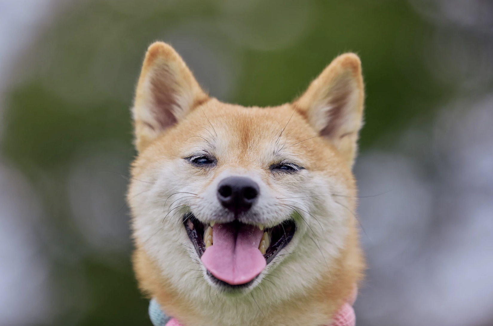 Kantaro Inagaki, Shiba Inu, walking across Japan, San-Chan, travel vlog, viral video, TikTok, Japan travel, wholesome story, dog adoption