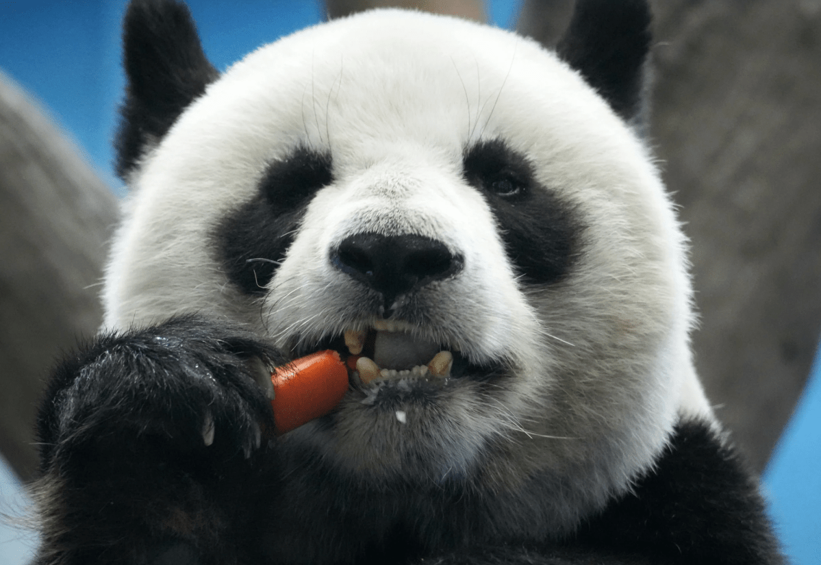 carrots, carotenosis, skin turning orange, Reddit, viral story, u/AhsewkaTano, health, nutrition, side effect, healthy eating