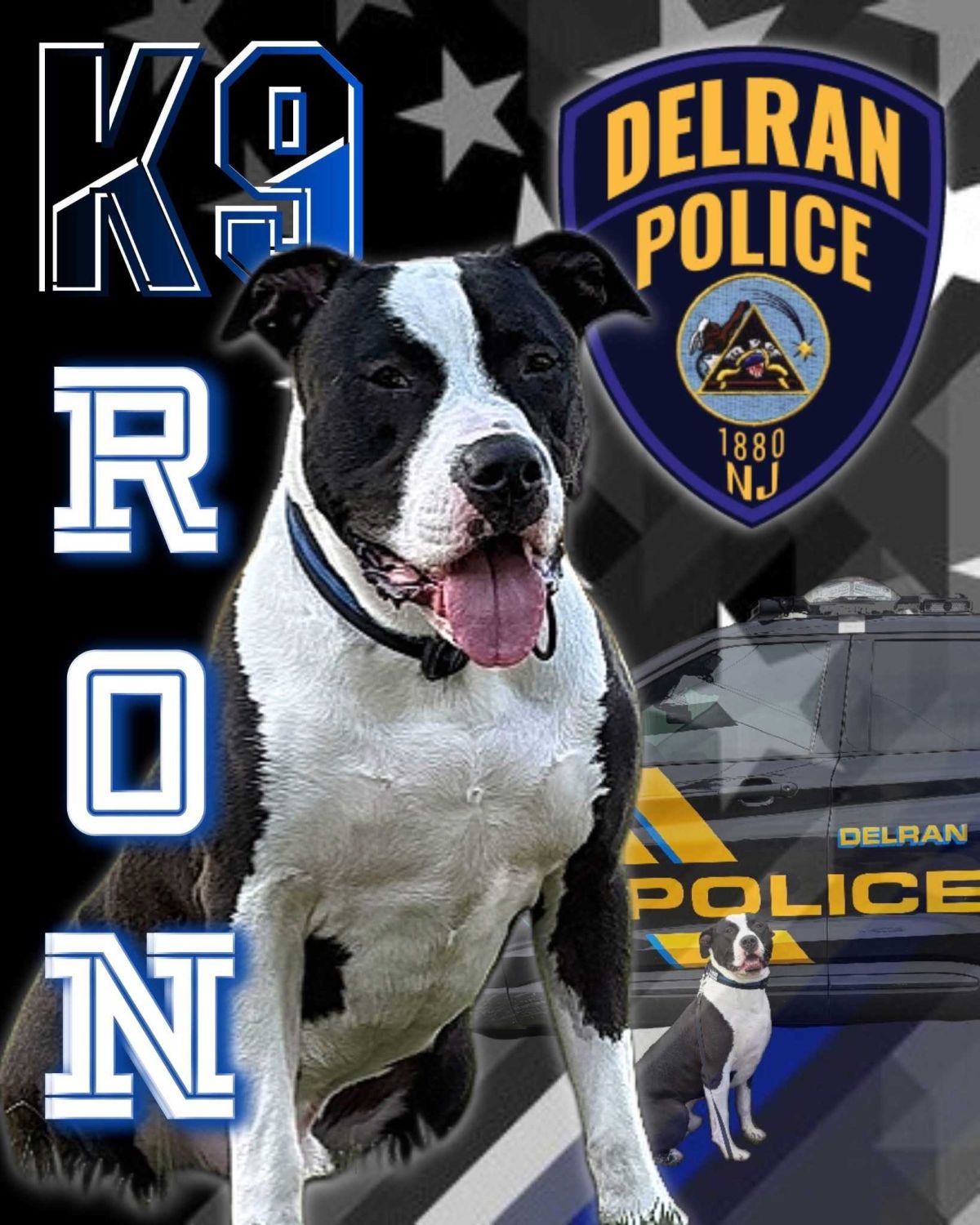 pit bull, dog, k-9