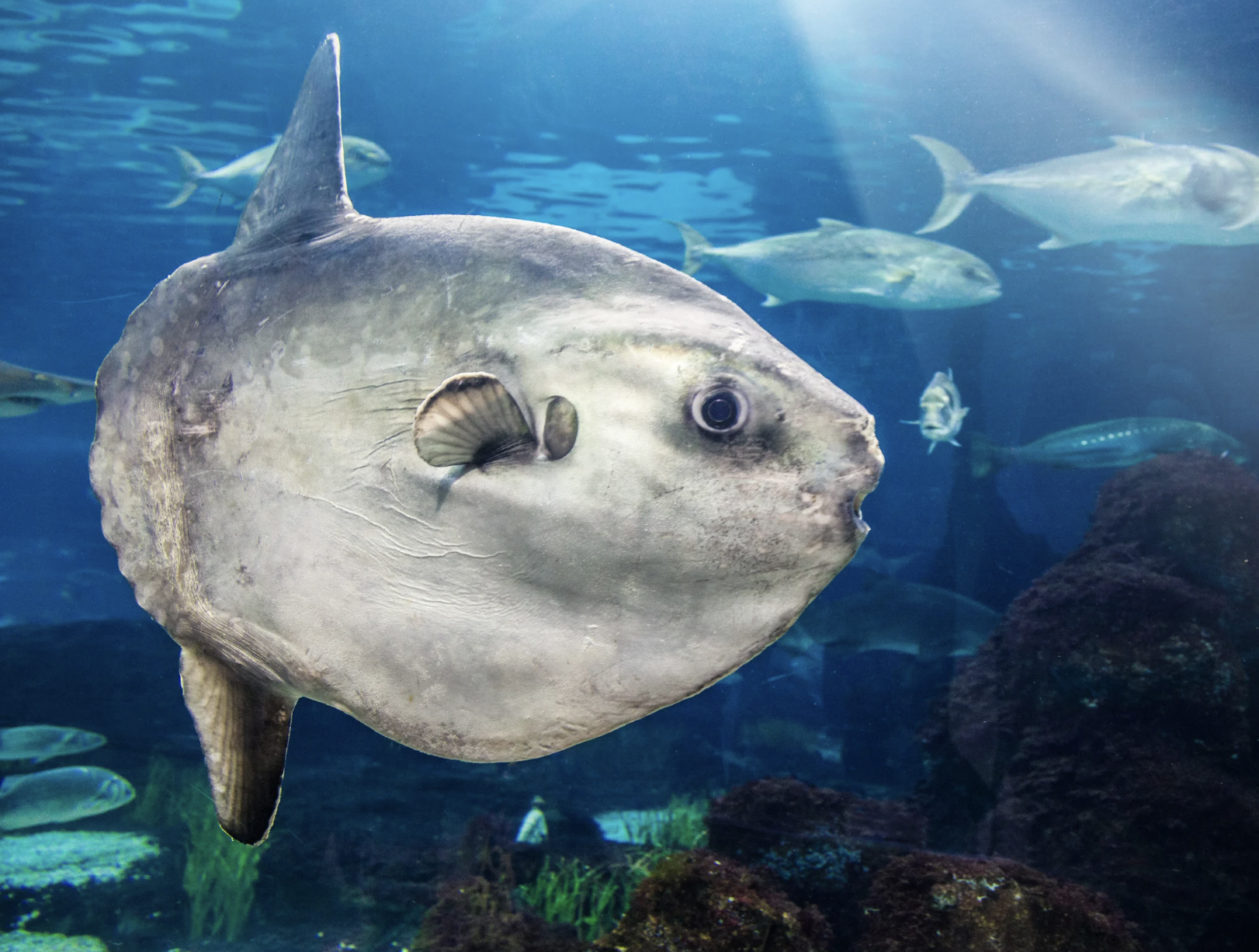 Japanese aquarium, Kaikyokan Aquarium, sunfish, animal enrichment, lonely fish, good news, viral story, animal welfare, creative solutions, Shimonoseki