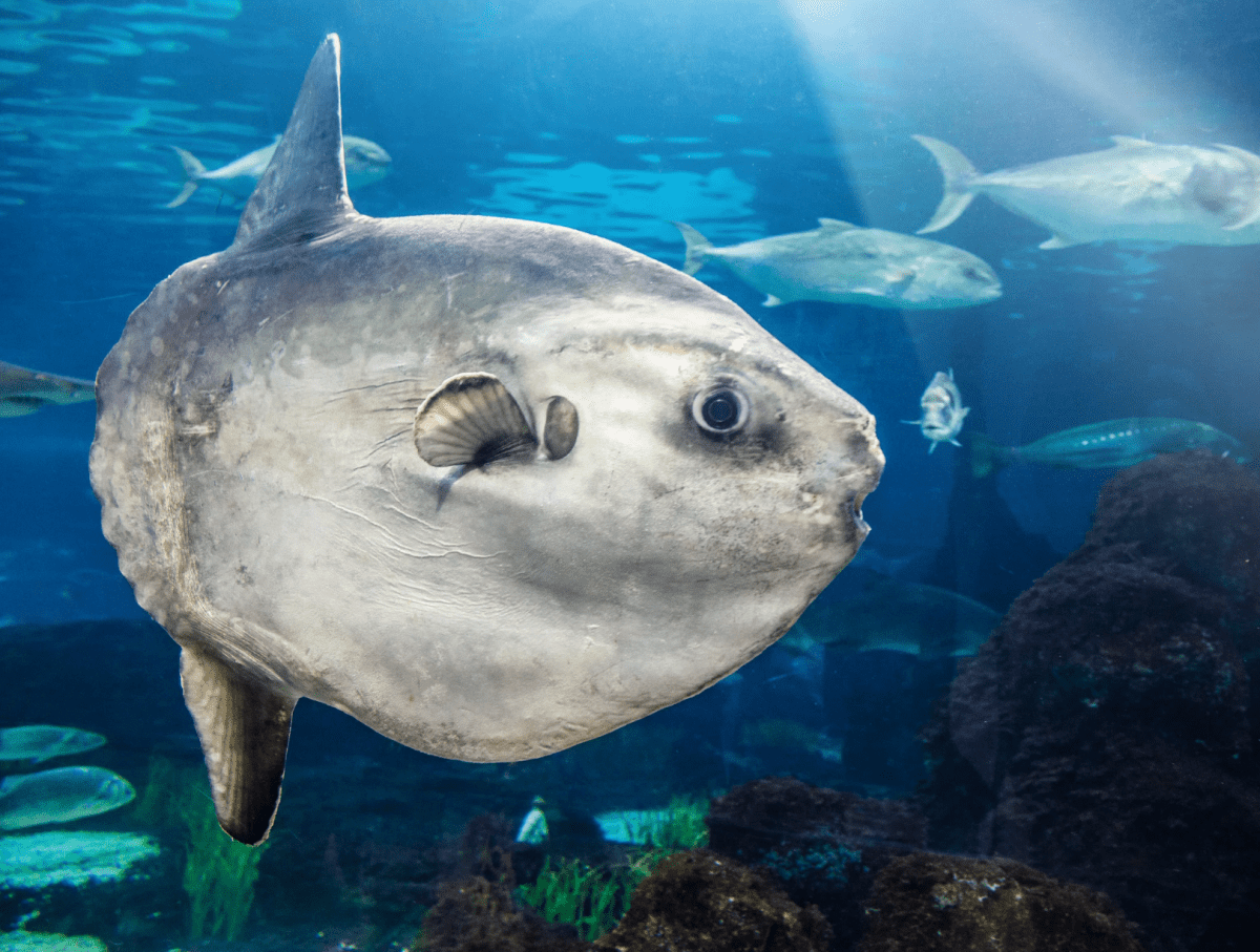 Japanese aquarium, Kaikyokan Aquarium, sunfish, animal enrichment, lonely fish, good news, viral story, animal welfare, creative solutions, Shimonoseki