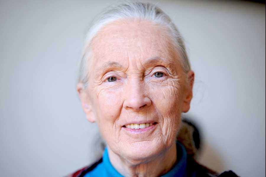 jane goodall, chimpanzees, jane goodall legacy, human nature, jane goodall interview