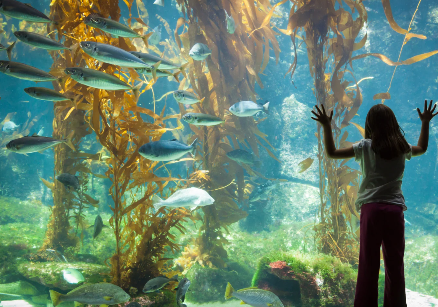 Japanese aquarium, Kaikyokan Aquarium, sunfish, animal enrichment, lonely fish, good news, viral story, animal welfare, creative solutions, Shimonoseki