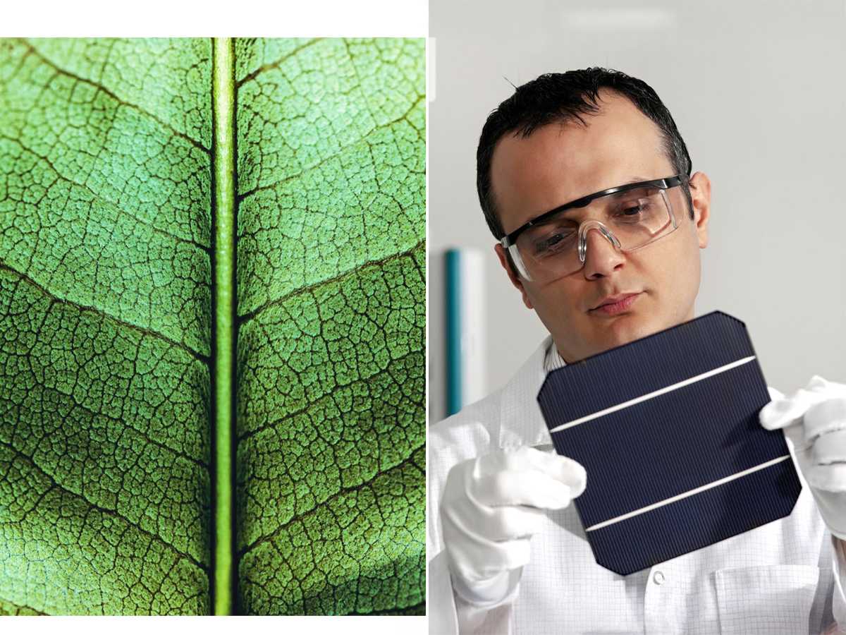 leaf, solar energy, solar cell system, scientist, University of Cambridge, fossil fuels, environment