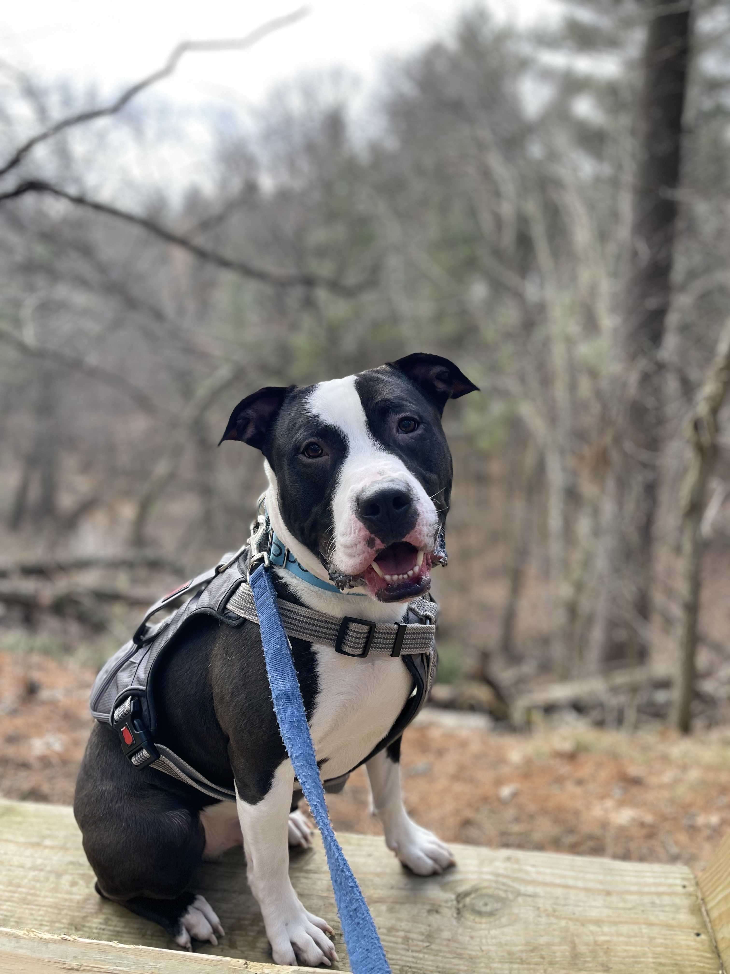dog, pit bull, k-9, ron the dog, police dog,