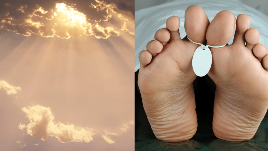 xenobots, third state, cellular consciousness, anthrobots, Alex Pozhitkov, Peter Noble, life after death, medical breakthroughs, biobots, evolution