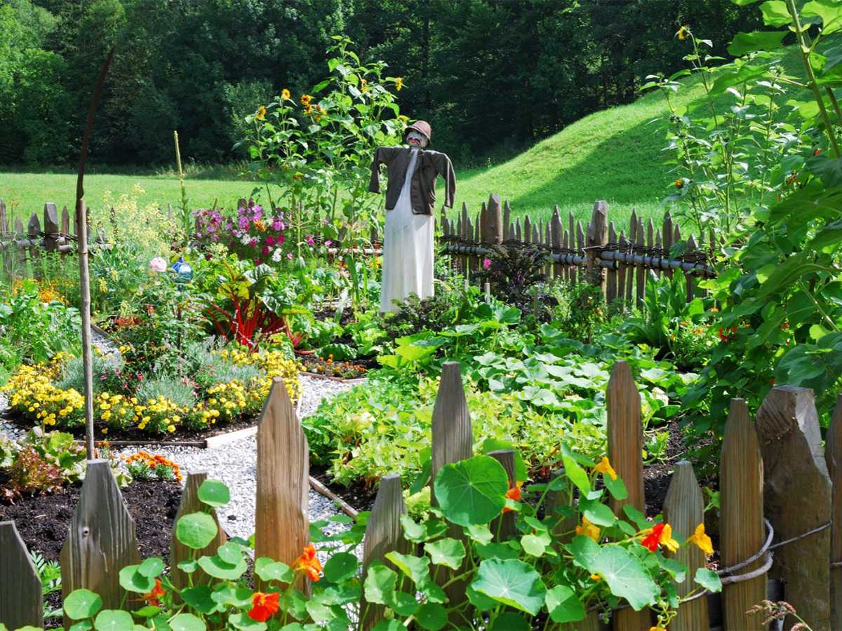 garden, vegetables, carrots, boiled water, cook, fresh veggies, preparation, roasted