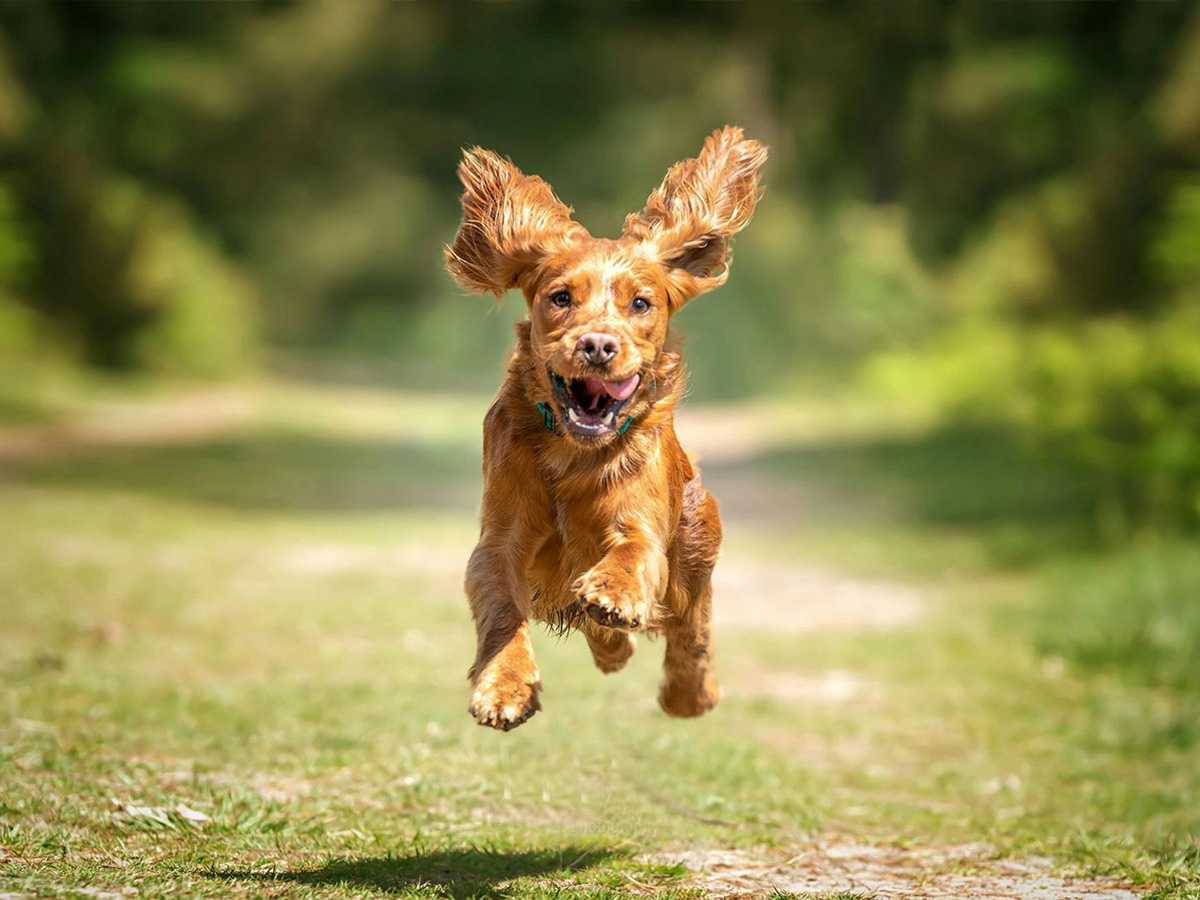 senior citizens, older people, problem solving, pampering, rescue dog, smiles, independence