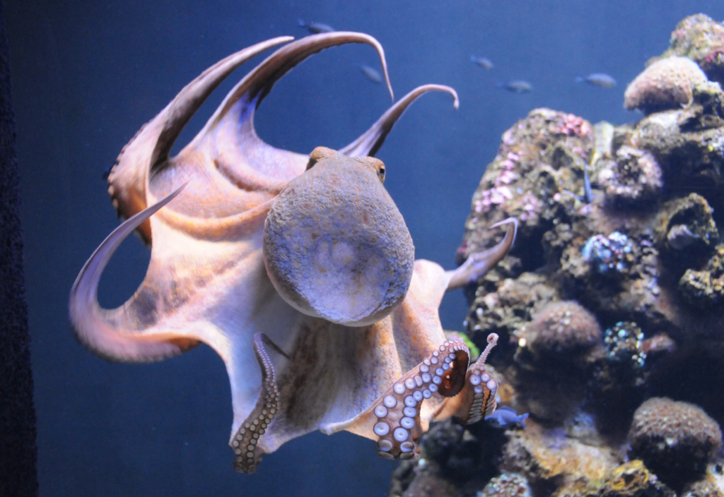 octopus, Secrets of the Octopus, National Geographic, Alex Schnell, marine biology, animal communication, interspecies communication, Great Barrier Reef, Scarlett the octopus, animal intelligence