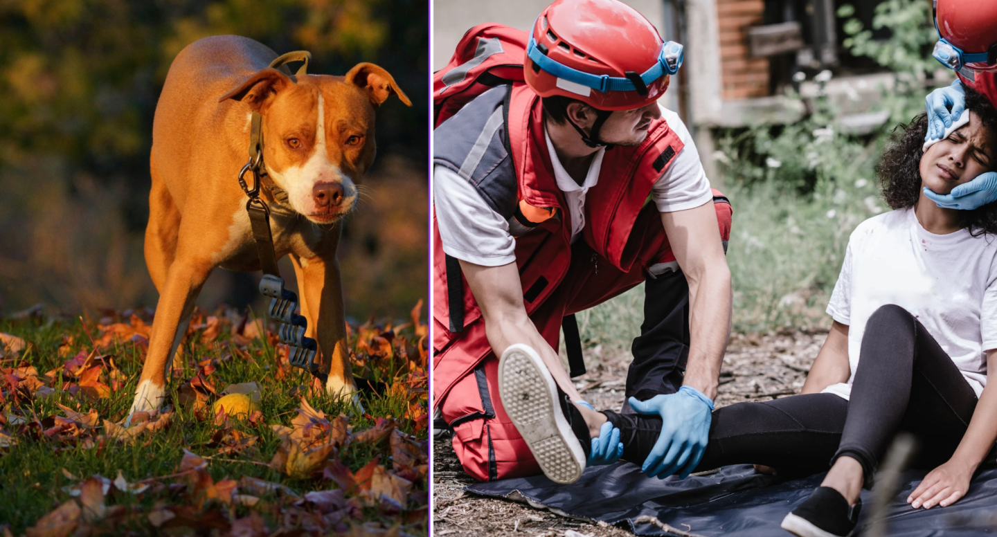 Pit bulls saves unconscious couple after flagging down a stranger