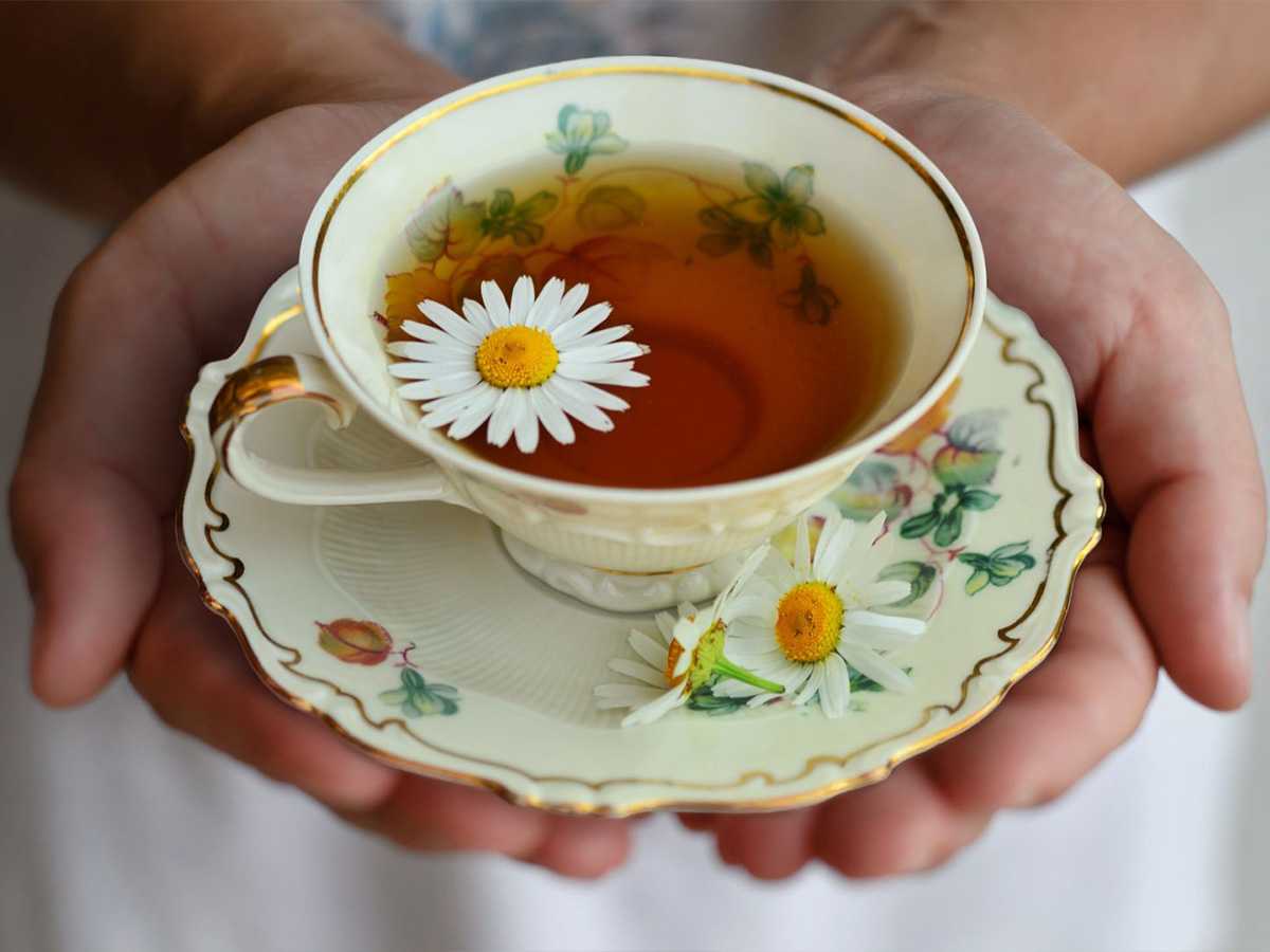 weight-control, green tea, anti-cancer benefits, antimicrobial, anti-inflammatory, antioxidant, cognitive decline