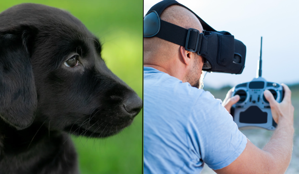 drone, dog rescue, coyote, Whiskey the dog, Chris Laughlin, Natural State Drone Solutions, thermal imaging, Arkansas, KATV, good news