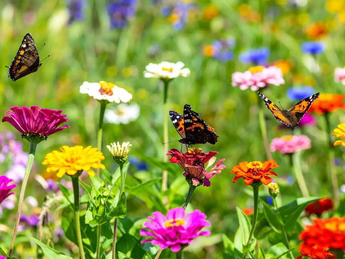 butterflies, nature, garden, insightful experience, sunrise, sunset, plants, animals