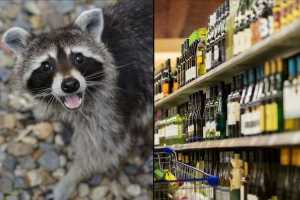 raccoons, drunk raccoon, liquor store, animal stories, wildlife