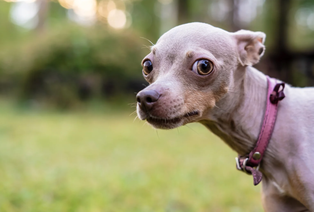 Dogs can recognize a bad person and now there’s science to prove it