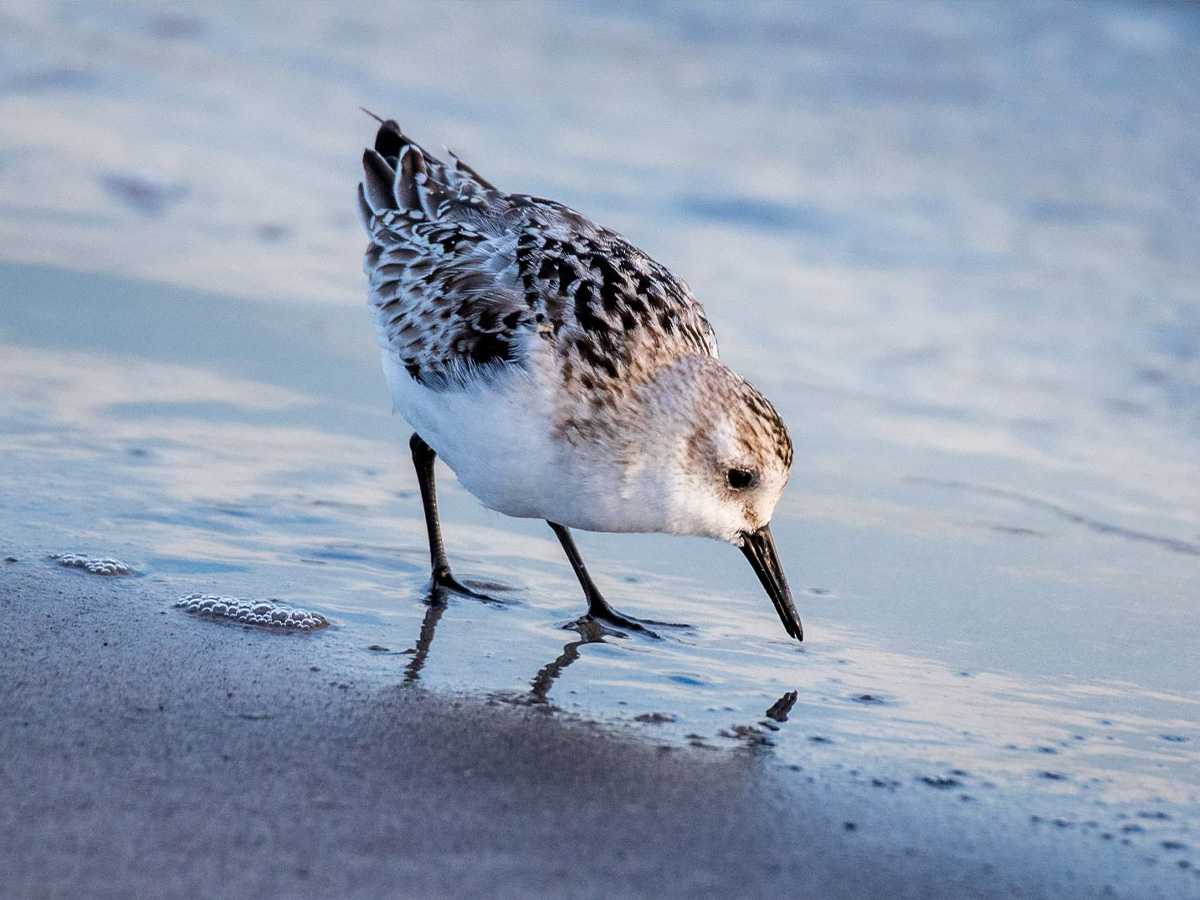 birds, food, sandy beach, unique skills, biology, biological skills, Red Knot, pressure ripples