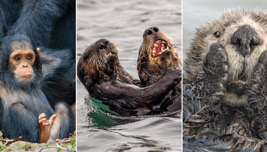 Comedy Wildlife Photography Awards, funny animal photos, nature photography, wildlife humor, funny animals, viral animal pictures, conservation, Paul Joynson-Hicks