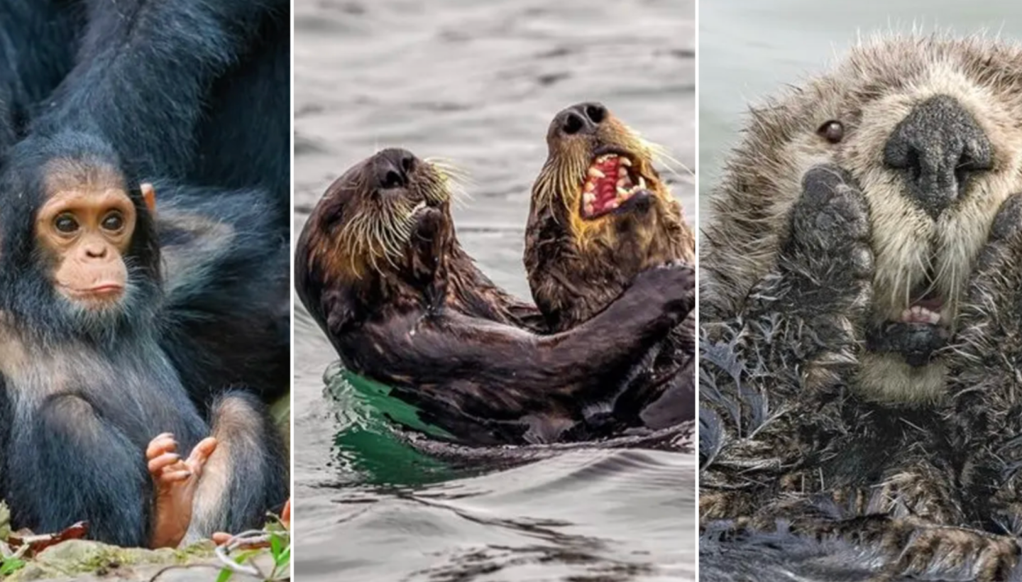 Comedy Wildlife Photography Awards, funny animal photos, nature photography, wildlife humor, funny animals, viral animal pictures, conservation, Paul Joynson-Hicks