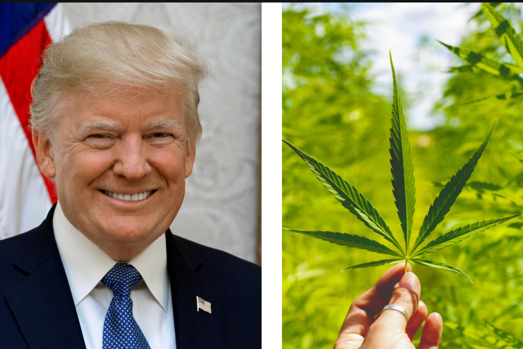 Donald Trump, cannabis, politics, medicine, science