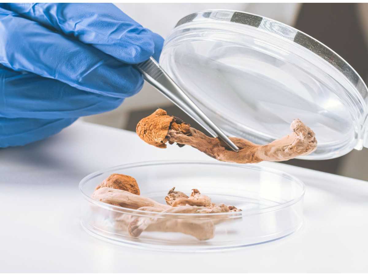 mushrooms, health professionals, depression scores, treatment, patients, relief, effective dosage