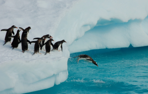 BBC Earth, Dynasties, Emperor penguins, David Attenborough, nature documentary, Will Lawson, intervention, wildlife rescue, Antarctica, Mike Gunton