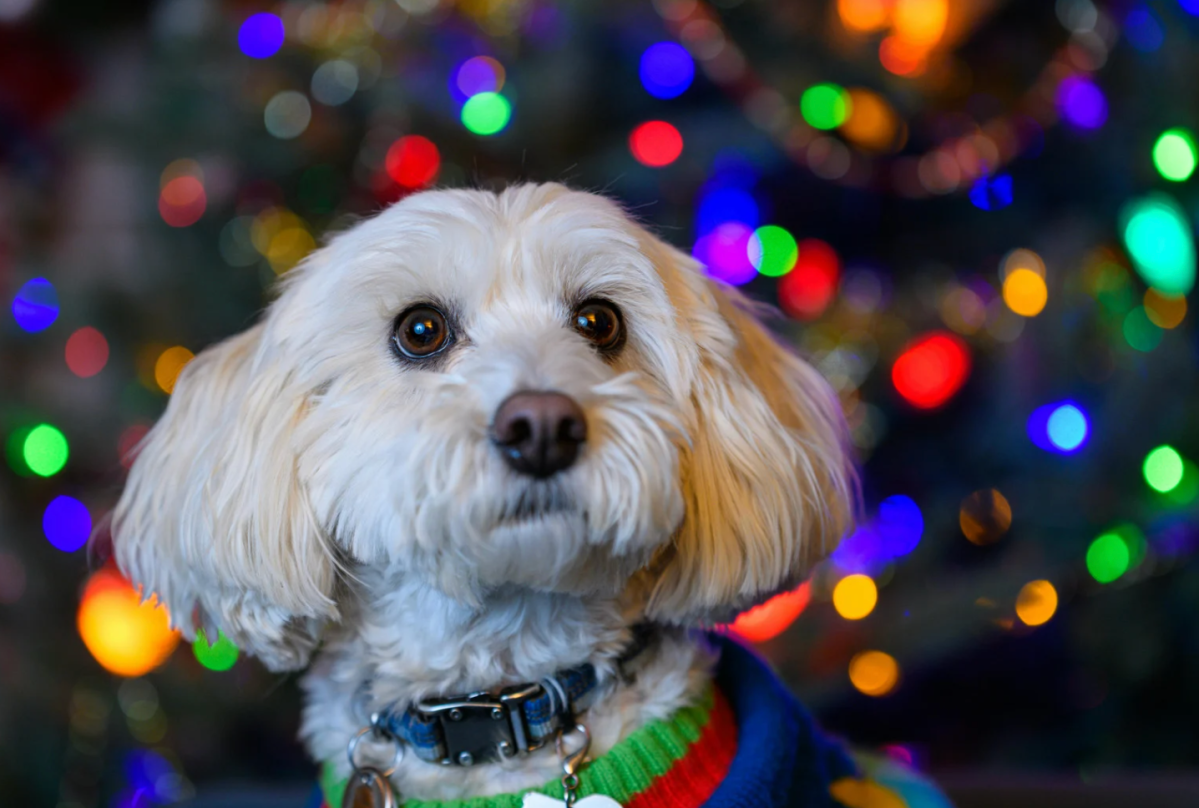 dog intelligence, Akiko Takaoka, Kyoto University, dog psychology, animal cognition, trustworthy, dogs and liars, canine science, pet behavior, animal studies