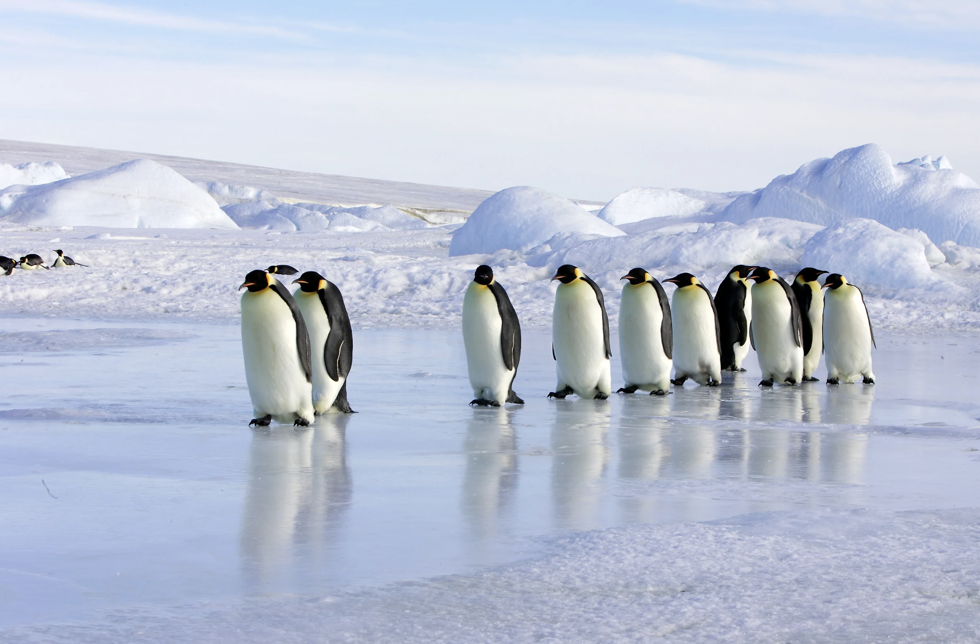 BBC Earth, Dynasties, Emperor penguins, David Attenborough, nature documentary, Will Lawson, intervention, wildlife rescue, Antarctica, Mike Gunton