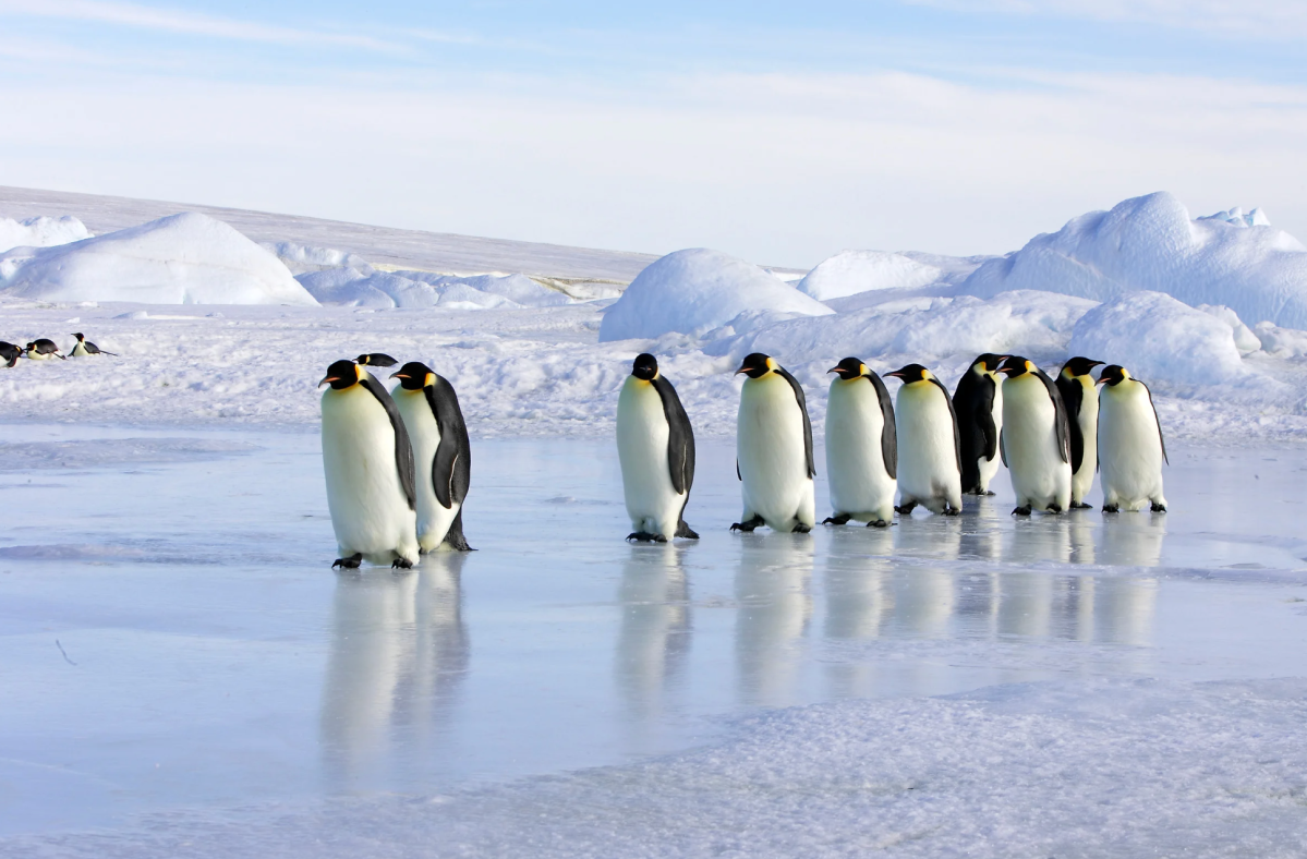 Emperor penguins, BBC Earth, David Attenborough, Antarctica, nature documentary