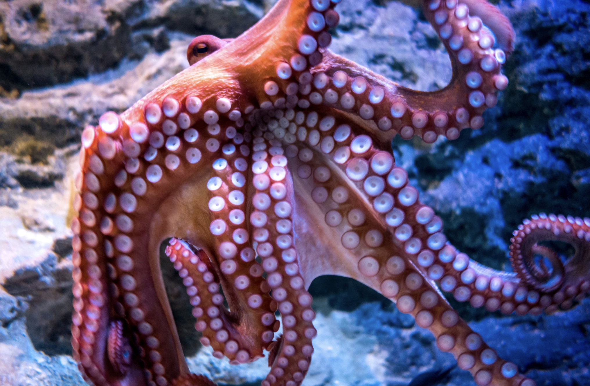 octopus, Secrets of the Octopus, National Geographic, Alex Schnell, marine biology, animal communication, interspecies communication, Great Barrier Reef, Scarlett the octopus, animal intelligence
