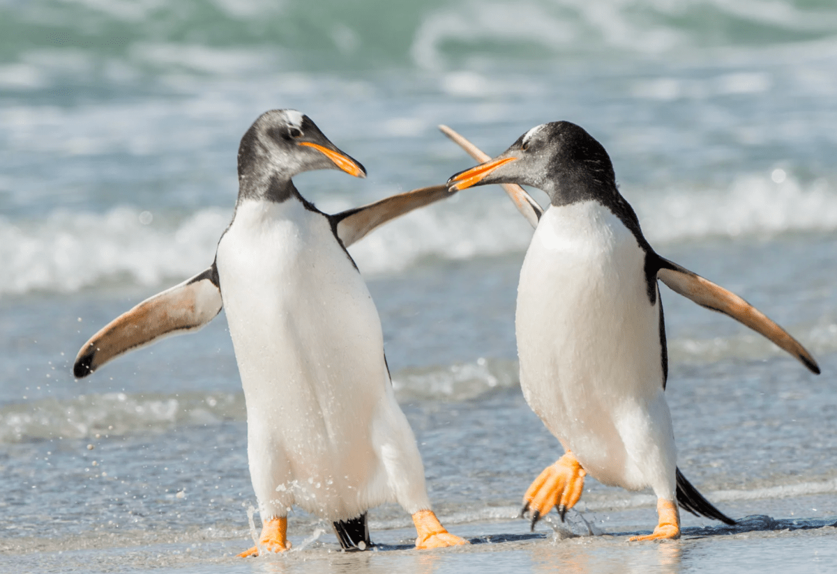 BBC Dynasties penguins, David Attenborough intervention, nature documentary ethics, camera crew saves penguins, Emperor penguins Antarctica, Will Lawson director, wildlife filmmaking rules