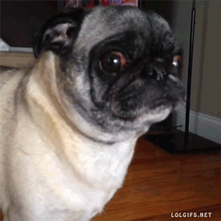Brinkley the dog, dog rallying before death, terminal cancer in dogs, Alex Blumenfeld TikTok, miracle pet recovery, dog euthanasia stories, terminal lucidity pets