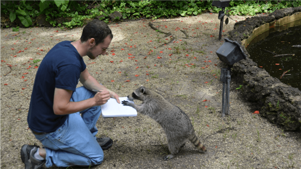Neuroscience, Wildlife, Intelligence, Brain, Animals, Animal models, Raccoons